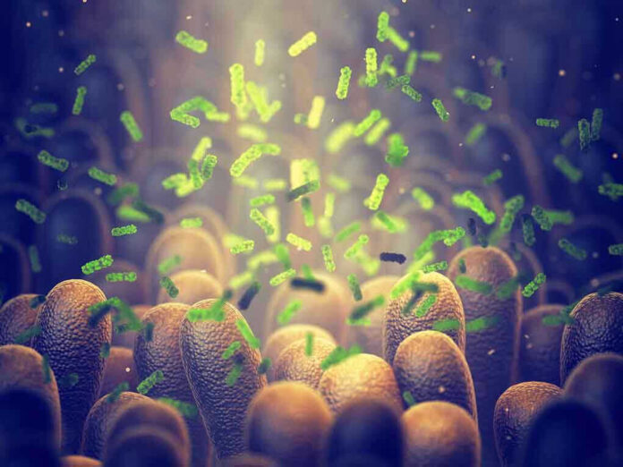 bacteria