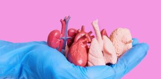 Blue glove holding miniature human organs pink background