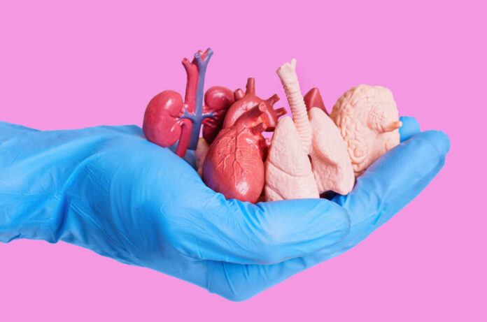 Blue glove holding miniature human organs pink background