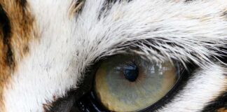 Close-up of a tigers eye showcasing its intricate details