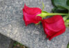 Two red roses on a gray stone surface.