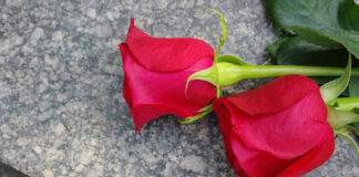 Two red roses on a gray stone surface.