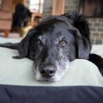 A black dog resting on a green dog bed in a cozy indoor setting