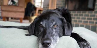 A black dog resting on a green dog bed in a cozy indoor setting
