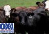 OUTBREAK RESPONSE: USDA moves quickly after screwworm detection