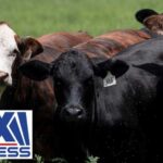 OUTBREAK RESPONSE: USDA moves quickly after screwworm detection