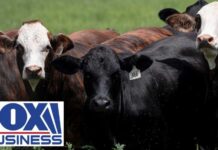 OUTBREAK RESPONSE: USDA moves quickly after screwworm detection
