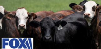 OUTBREAK RESPONSE: USDA moves quickly after screwworm detection