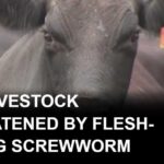 Flesh-eating New World screwworm threatens U.S. livestock