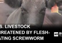 Flesh-eating New World screwworm threatens U.S. livestock