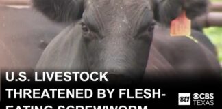 Flesh-eating New World screwworm threatens U.S. livestock