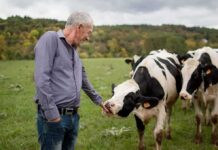 Man petting a black-and-white cow in a grassy field