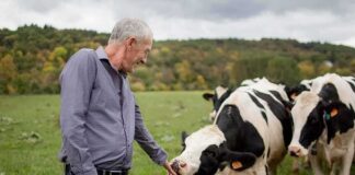 Man petting a black-and-white cow in a grassy field