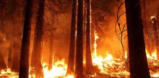 Forest wildfire engulfing trees at night